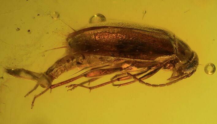 Fossil Beetle (Coleoptera) In Baltic Amber #39107